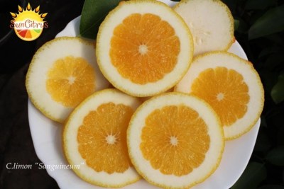 C.limon Sanguineum 4 - 